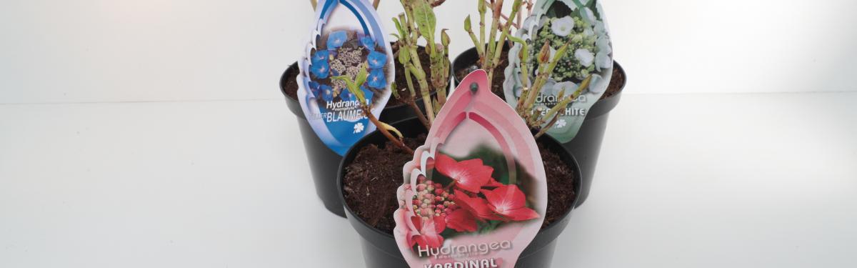Van Klaveren Plant Hortensia