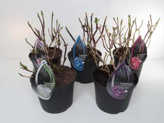 Hydrangea Black Steel® white