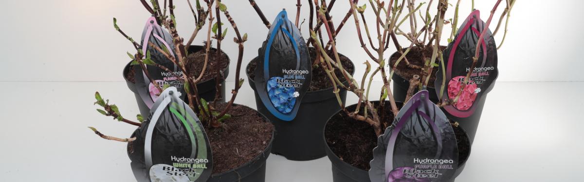 Van Klaveren Plant Hortensia