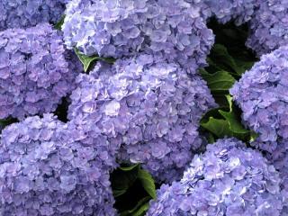 Hydrangea macr Together
