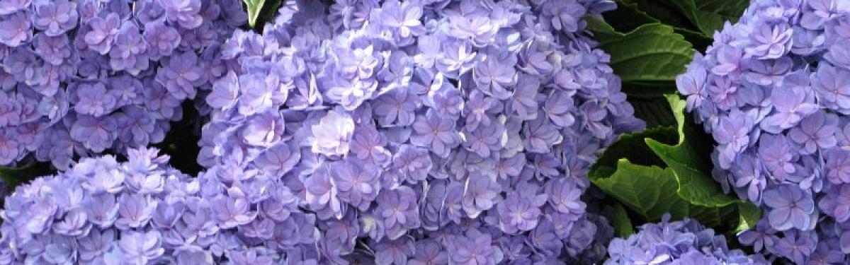 Van Klaveren Plant Hortensia