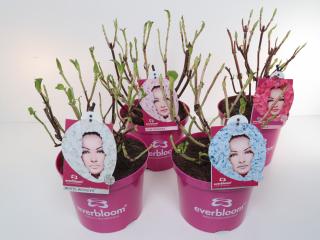 Everbloom hortensia pink