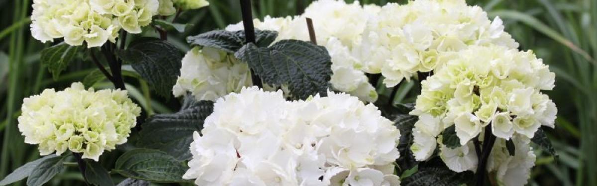 Van Klaveren Plant Hortensia