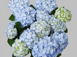 Hydrangea Blue Ball