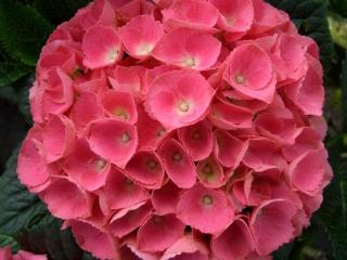 Hydrangea red ball